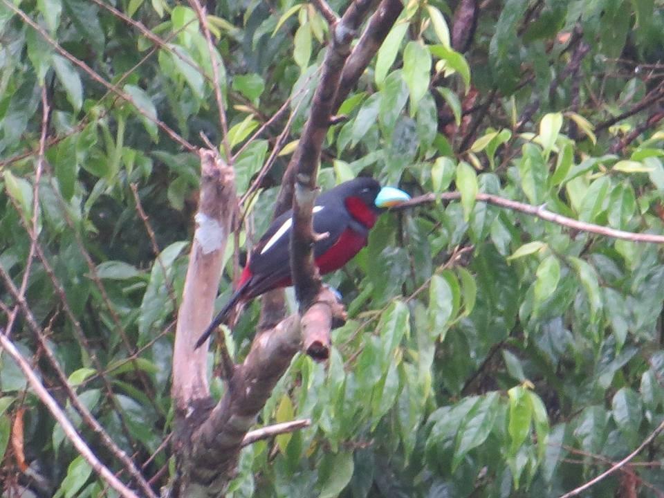 Batu Kapal Jungle Houses Hotell Berastagi Eksteriør bilde