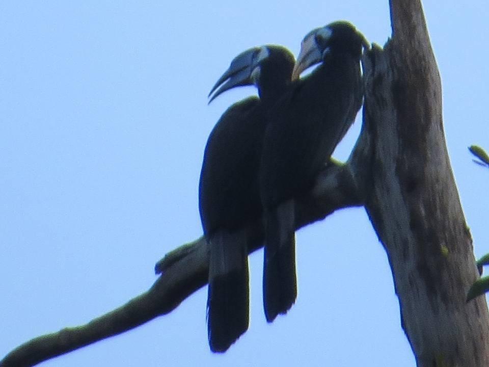 Batu Kapal Jungle Houses Hotell Berastagi Eksteriør bilde